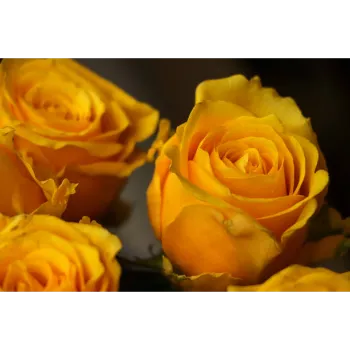 Yellow Rose 